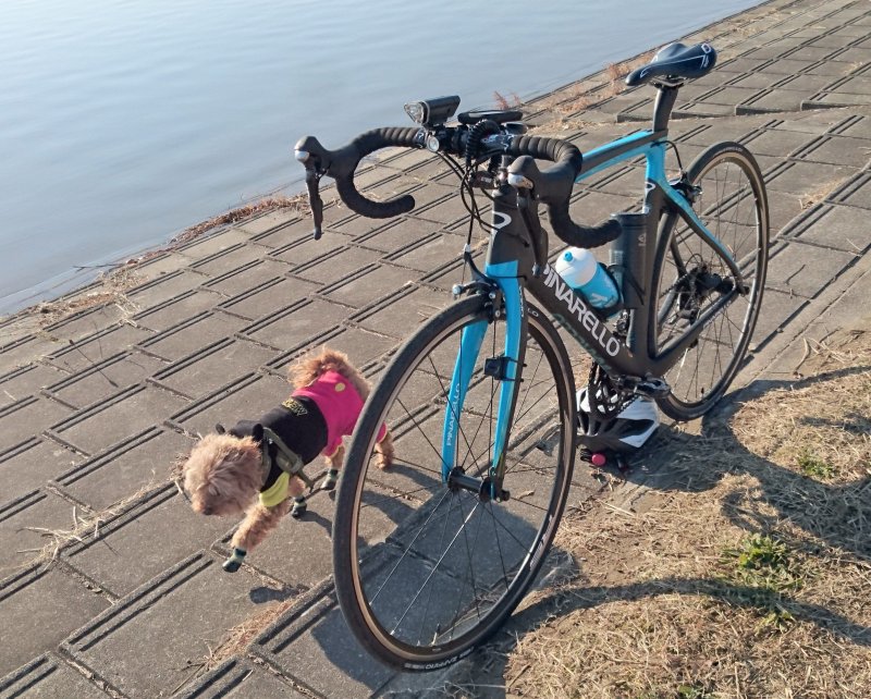 自転車 素人 1日何km